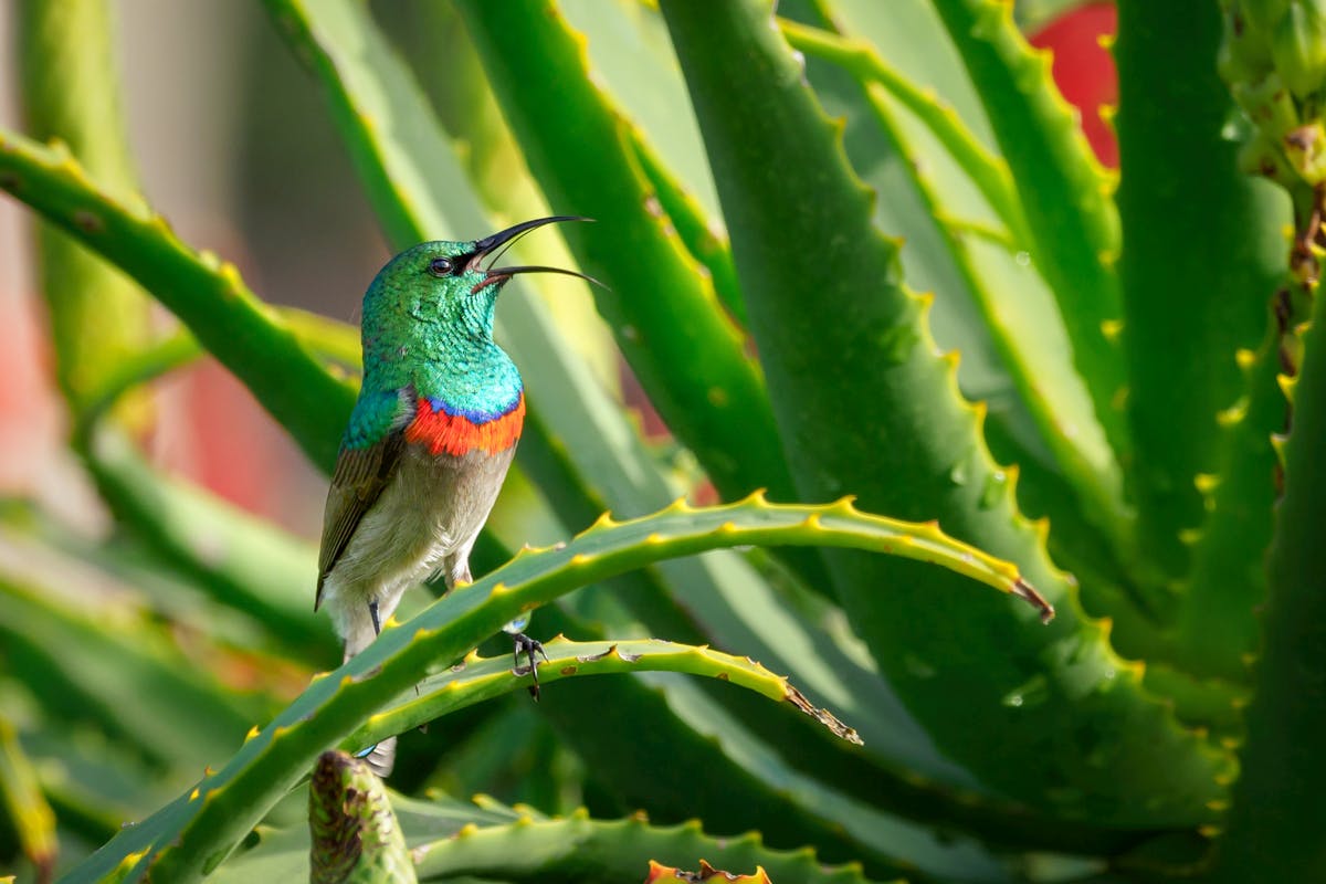 Aloe Vera Saft Wirkung und Einfluss auf den Körper