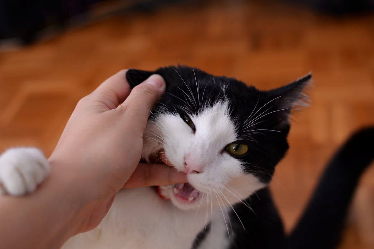 Antischlingnapf für die Katze - Erfahrungen und Hinweise