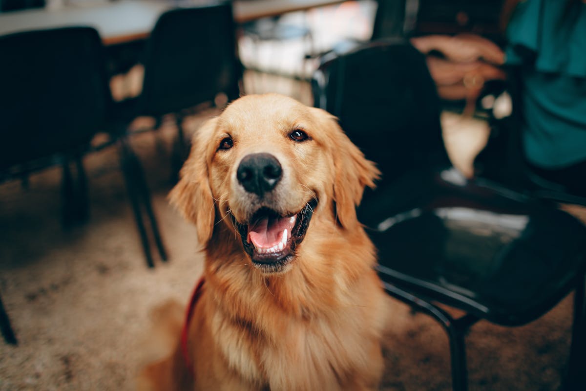 Hund erbricht unverdautes Futter - Ursachen und Lösung