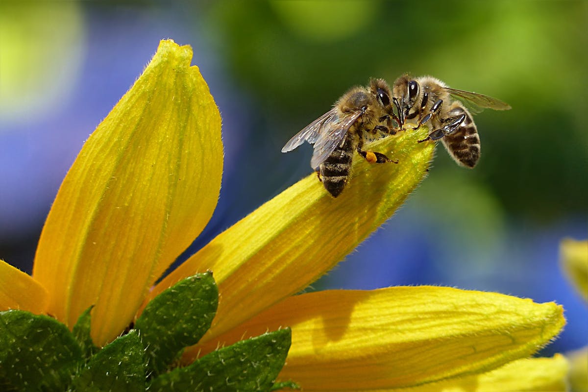 Können Bienen hören Ausführliche Erklärung und Übersicht