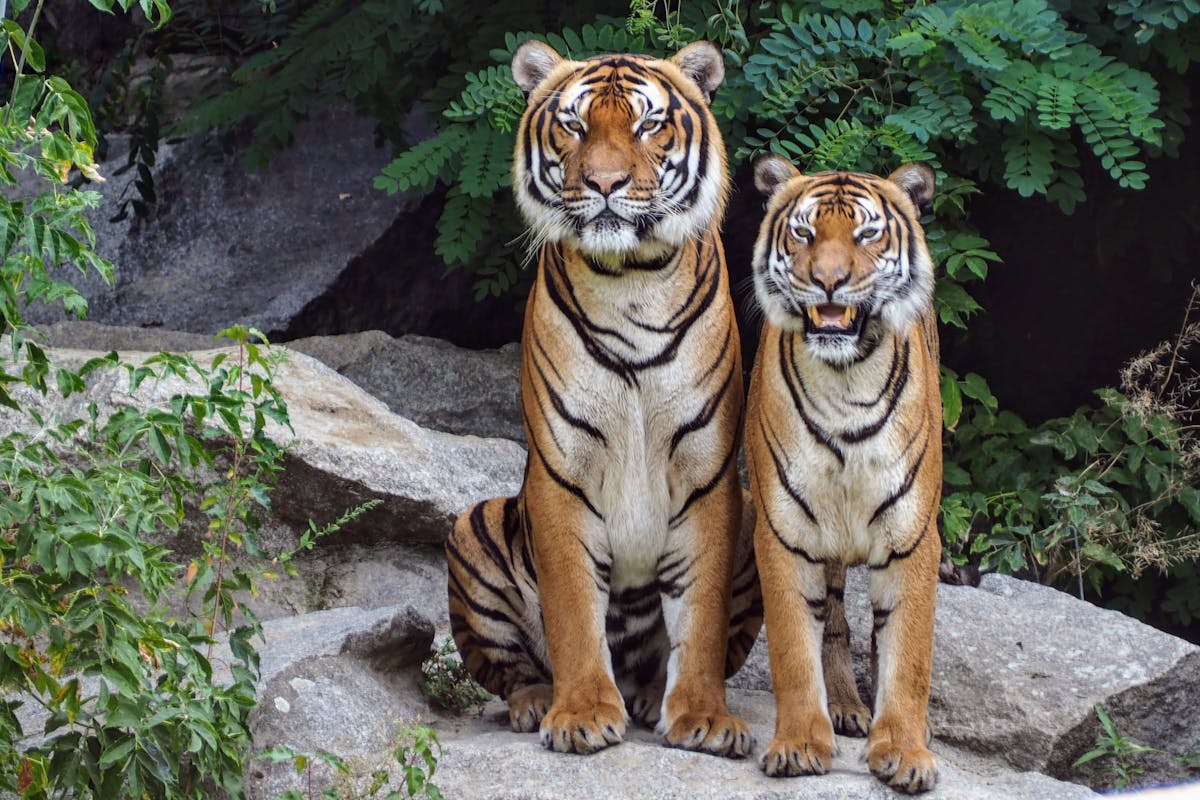 Welches Tier wird am ältesten Die große Alterstabelle der Tiere