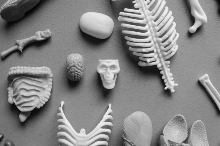 Wie viele Rippen hat ein Mensch Überblick, Erklärung und Tipps