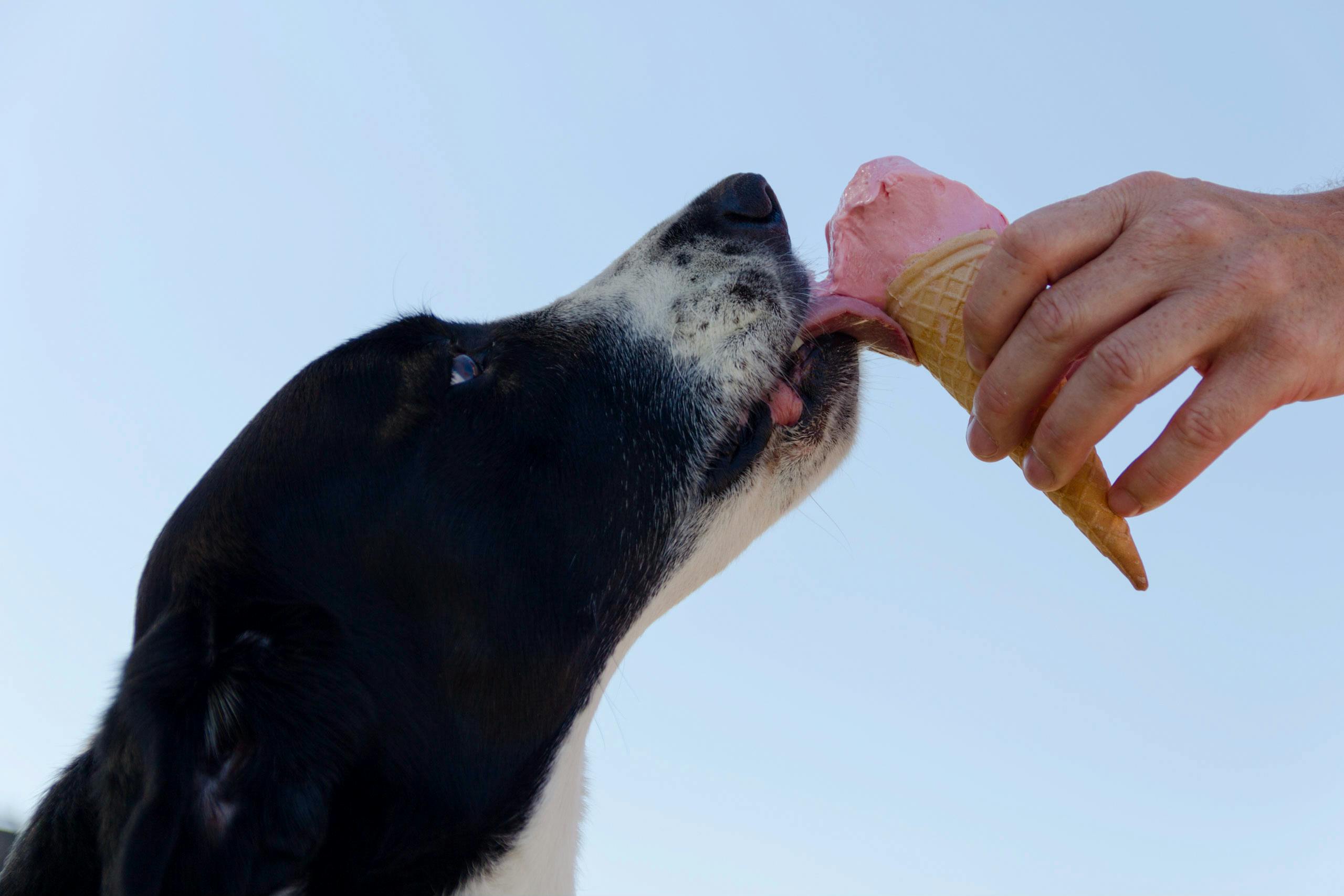 Welche Lebensmittel dürfen Hunde auf keinen Fall fressen?