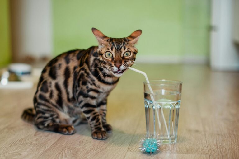 Wie erkenne ich, ob meine Katze zu wenig Wasser trinkt?
