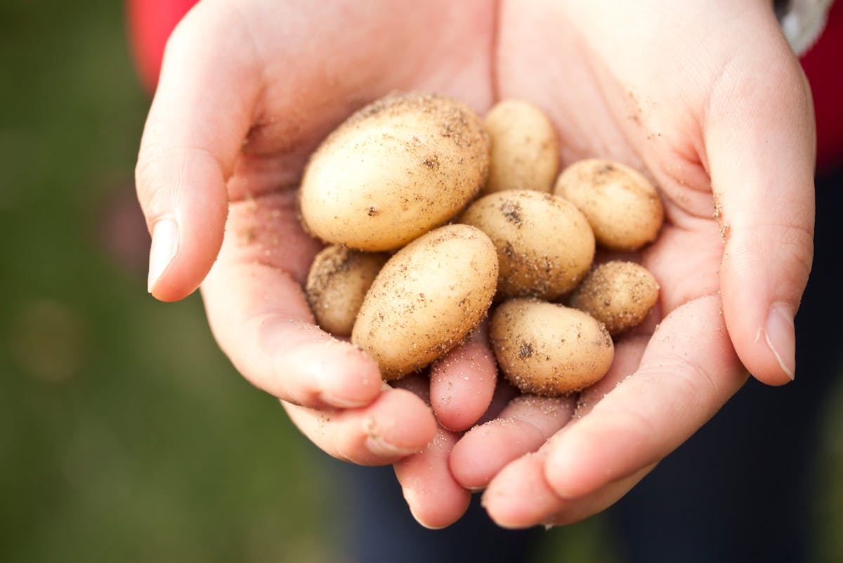 Gerichte mit Kartoffeln - die besten 10 Ideen