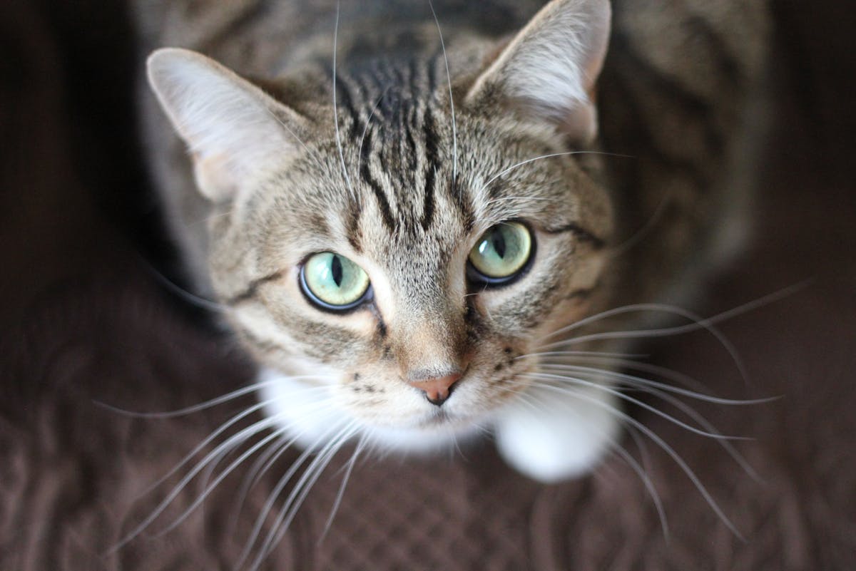 Katze frisst nicht mehr - Ursachen, Lösung und Hinweise