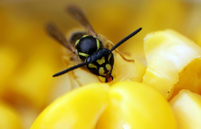 Welche Methoden halten Wespen beim Grillen fern?