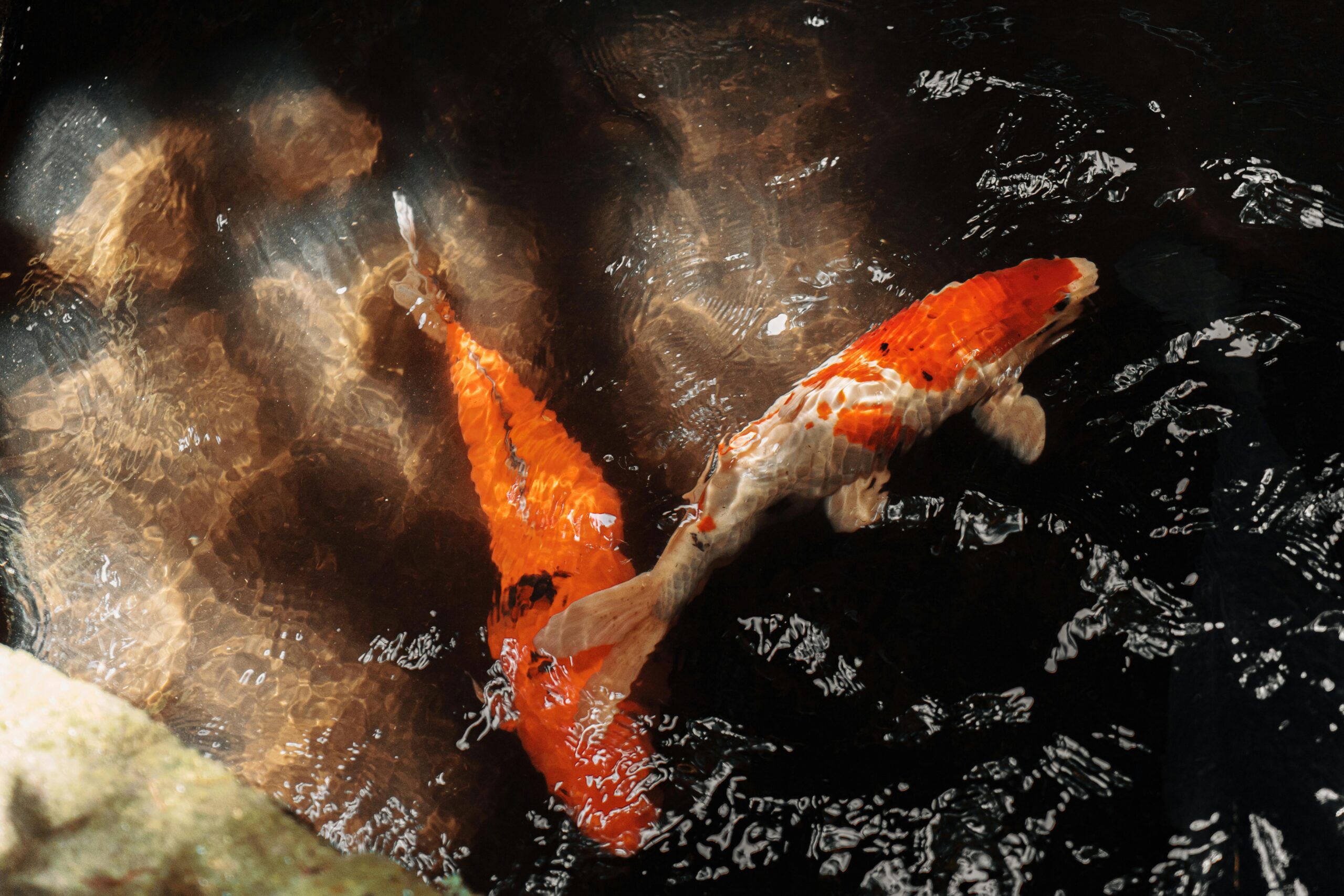 Welche Pflanzen vertragen sich in einem Teich mit Fischen?