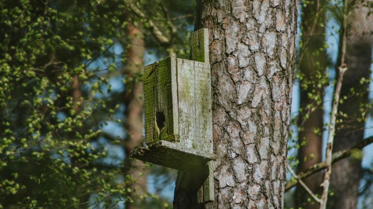 Welche Materialien sind ideal für den Bau eines selbstgemachten Vogelhauses?Welche Materialien sind ideal für den Bau eines selbstgemachten Vogelhauses?Welche Materialien sind ideal für den Bau eines selbstgemachten Vogelhauses?Welche Materialien sind ideal für den Bau eines selbstgemachten Vogelhauses?