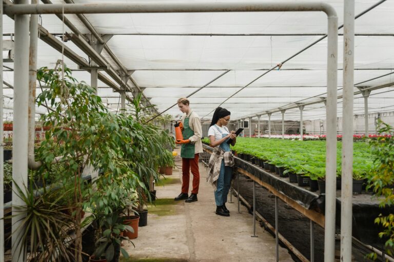 Warum bleiben Tomatenpflanzen ohne Früchte trotz Blüte?