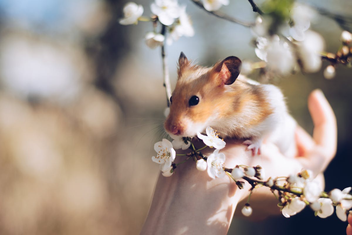 Welche Tiere passen gut in Haushalte mit kleinen Kindern