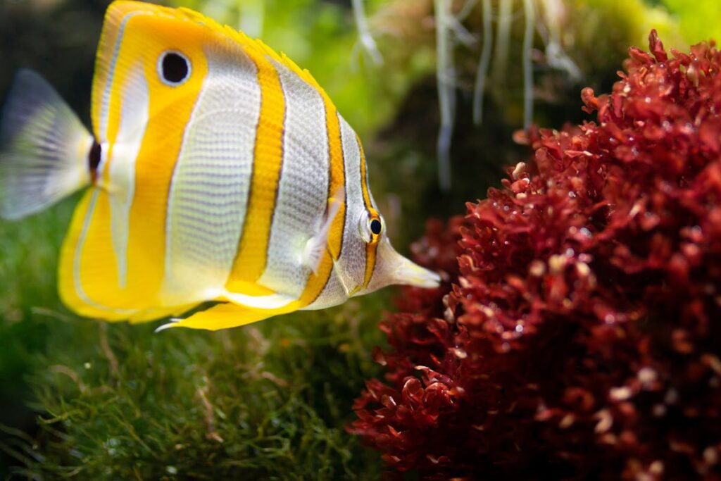 Warum läuft das Aquariumwasser trotz Filter trüb