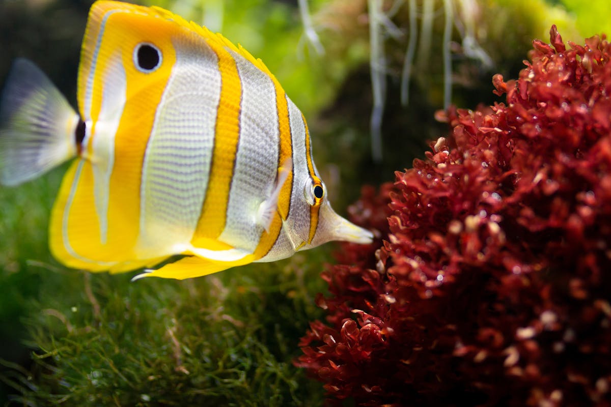Warum läuft das Aquariumwasser trotz Filter trüb