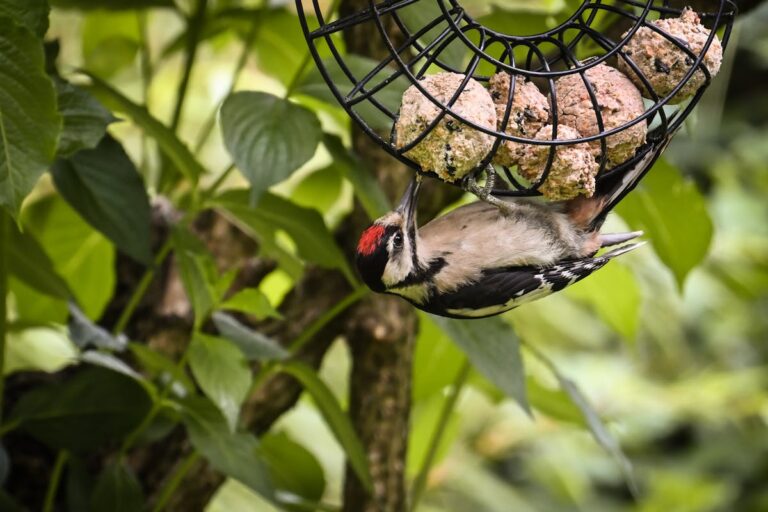 Welche Alternativen gibt es zu klassischem Vogelfutter im Winter