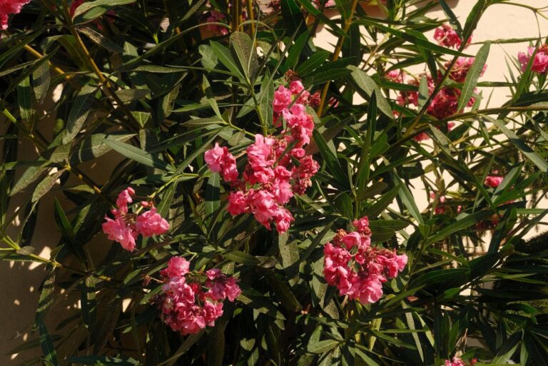 Warum blüht der Oleander nicht trotz optimalem Standort? 22 Warum blüht der Oleander nicht trotz optimalem Standort