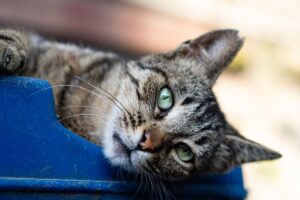 Welche Alternativen gibt es zu klassischem Katzenstreu?