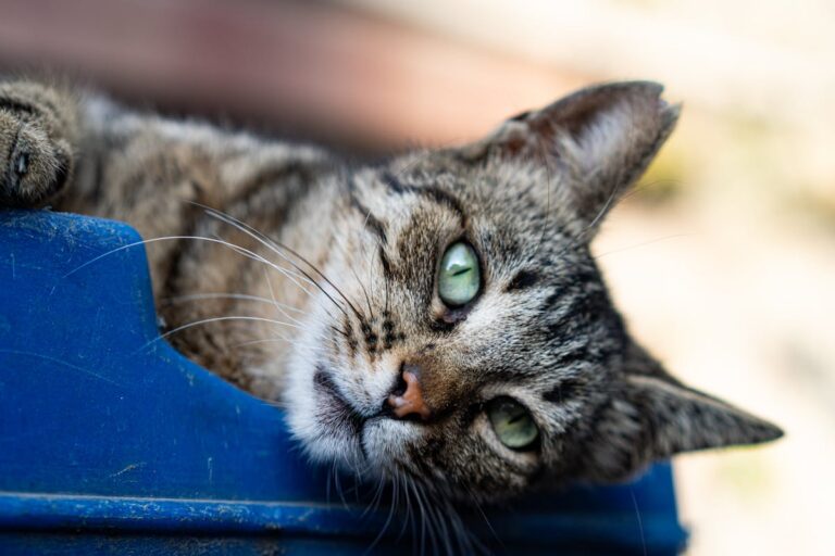 Welche Alternativen gibt es zu klassischem Katzenstreu?