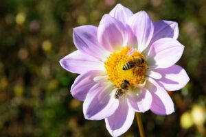 Welche Tipps helfen, Bienenfreundlichkeit im Garten zu fördern?