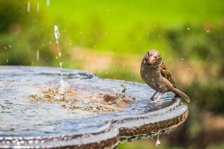 Welche Tricks erleichtern das Säubern von Vogeltränken?