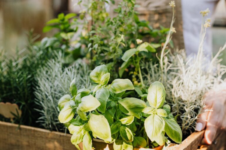 Welche Pflanzen sind ideal für einen duftenden Kräutergarten?