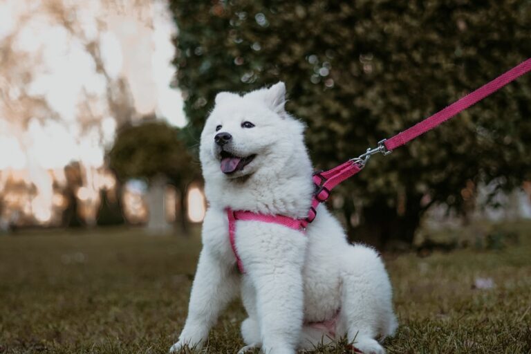 Welche Alternativen gibt es zu klassischen Hundeleinen?